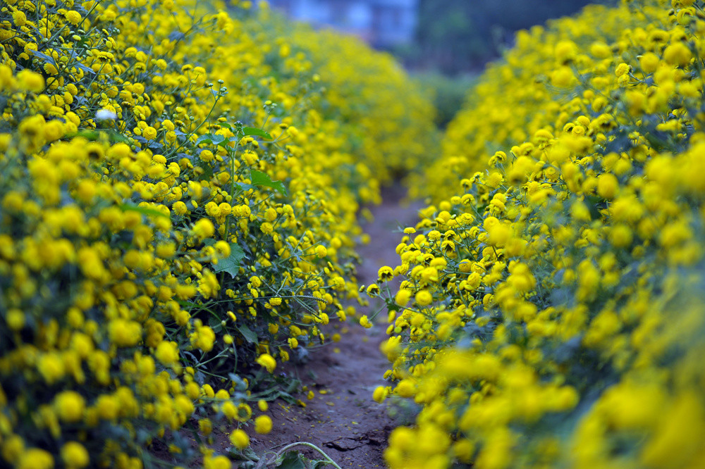 Cúc 'tiến vua' vàng rực ở Hưng Yên dịp giáp Tết