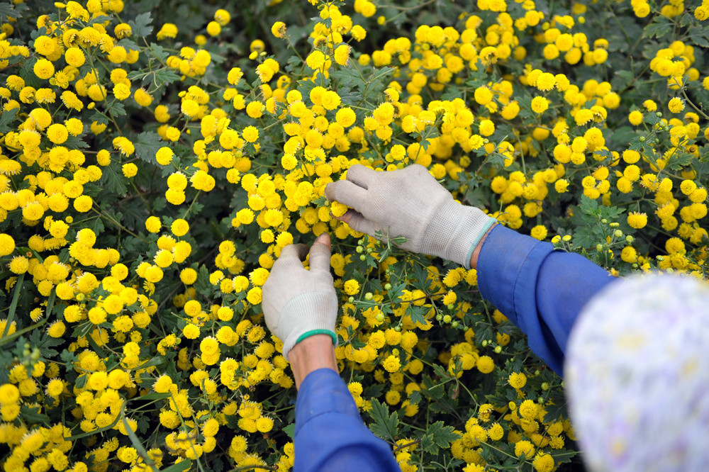 Cúc 'tiến vua' vàng rực ở Hưng Yên dịp giáp Tết