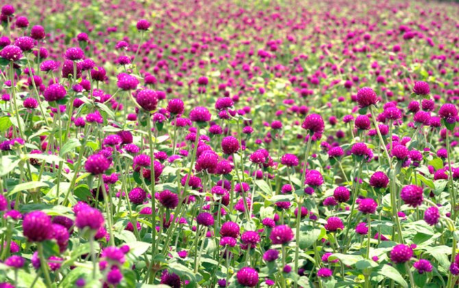 Bãi đá sông Hồng: Các loài hoa đua nhau khoe sắc đón đông về