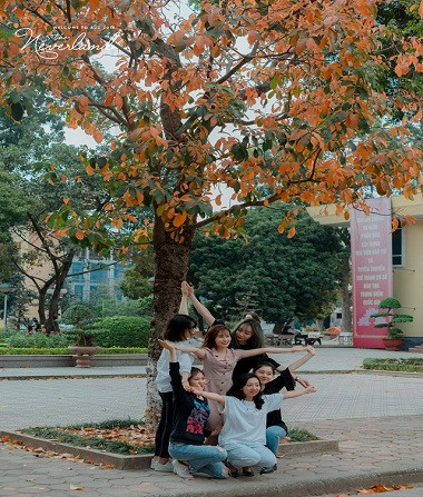 Lãng mạn mùa cây thay lá sân trường Hà Nội