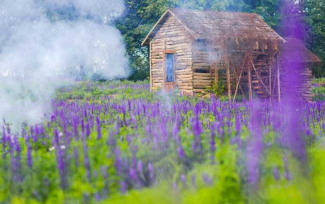 Giới trẻ chết mê với cánh đồng hoa Nữ hoàng xanh tại Hà Nội