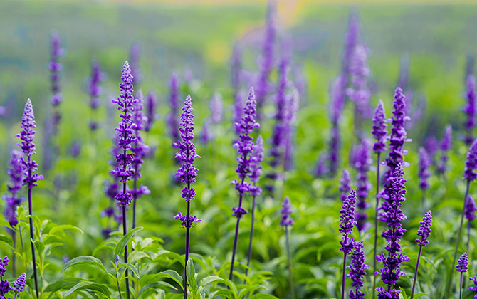 Giới trẻ chết mê với cánh đồng hoa Nữ hoàng xanh tại Hà Nội