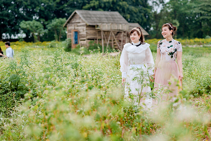 Vườn hoa Tam giác mạch trái mùa ngay tại Hà Nội