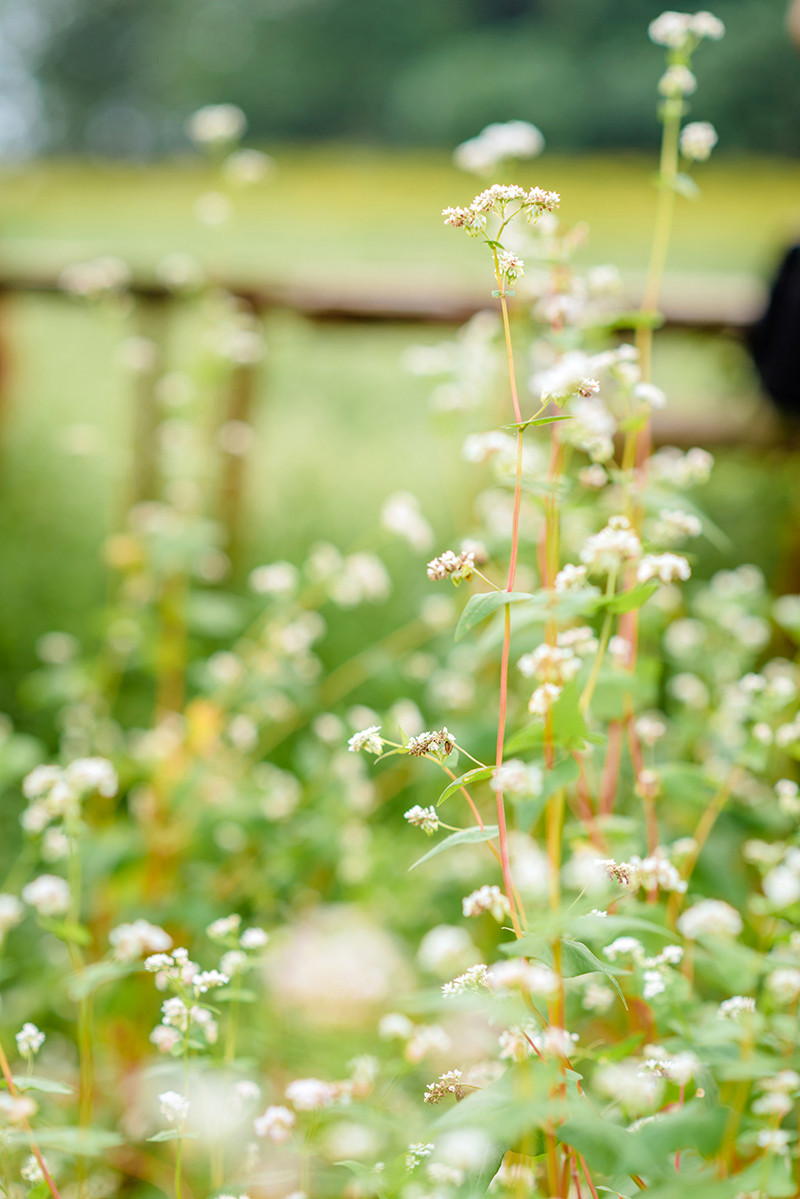 Vườn hoa Tam giác mạch trái mùa ngay tại Hà Nội