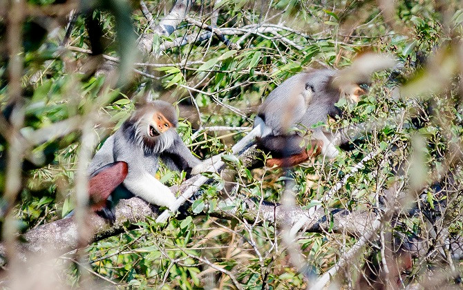 Vọoc Chà vá chân nâu ở Rừng quốc gia Bạch Mã