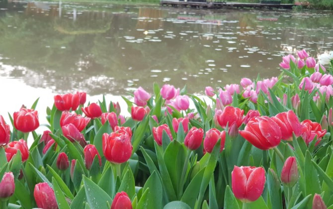 Rực rỡ sắc màu tulip giữa mùa Đông giá rét ở Hà Nội