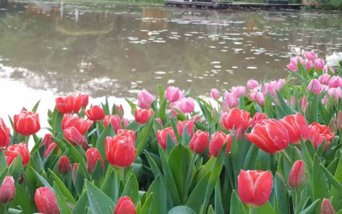 Rực rỡ sắc màu tulip giữa mùa Đông giá rét ở Hà Nội