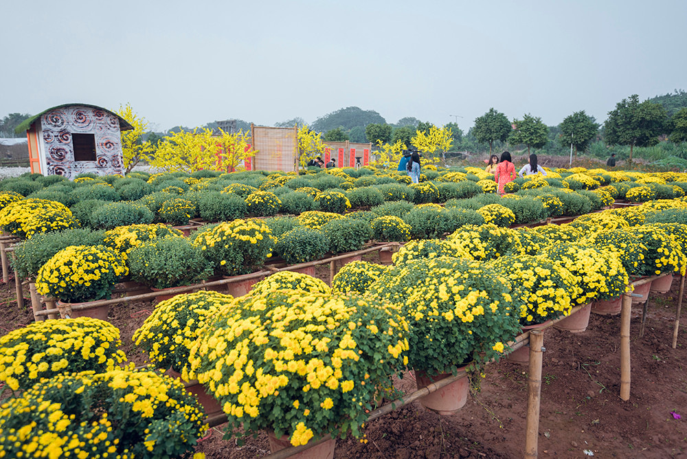 Ngất ngây cánh đồng Cúc mâm xôi giữa Hà Nội
