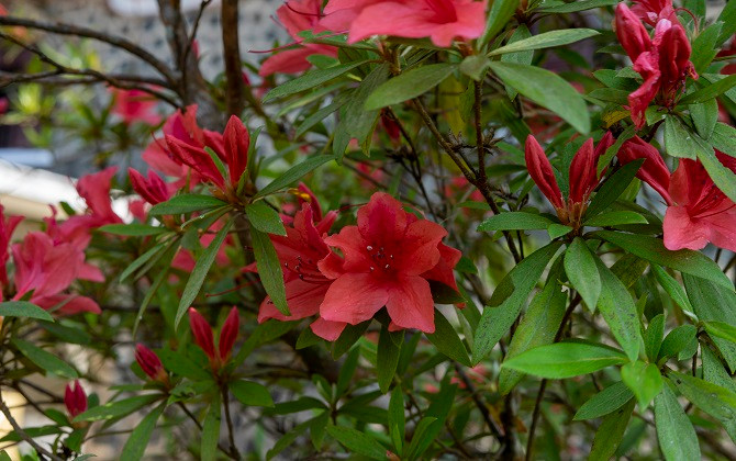 Sắc Xuân đỏ thắm của núi rừng Bạch Mã