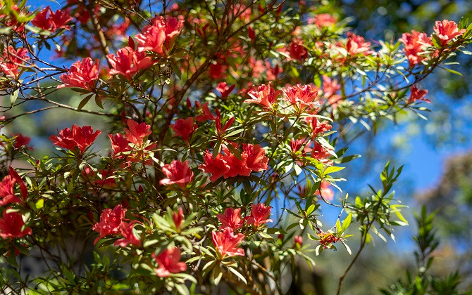 Sắc Xuân đỏ thắm của núi rừng Bạch Mã