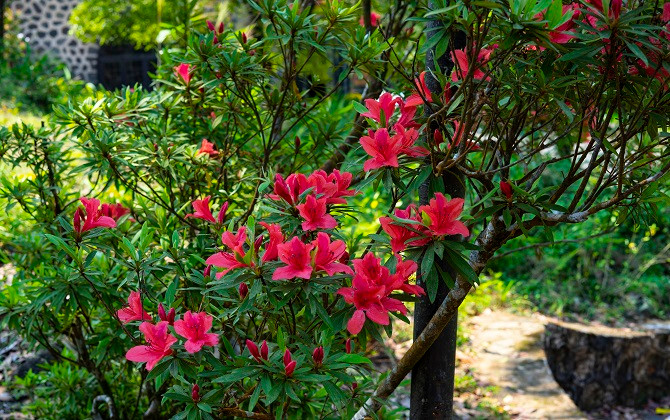 Sắc Xuân đỏ thắm của núi rừng Bạch Mã