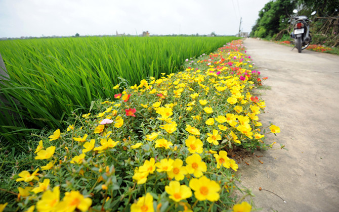 Đường hoa mười giờ cho giới trẻ check-in