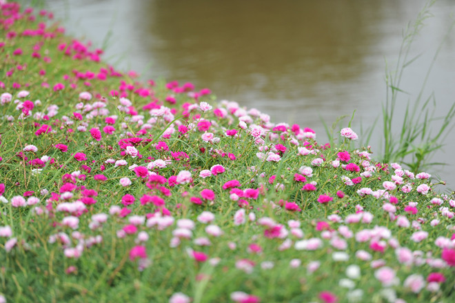 Đường hoa mười giờ cho giới trẻ check-in