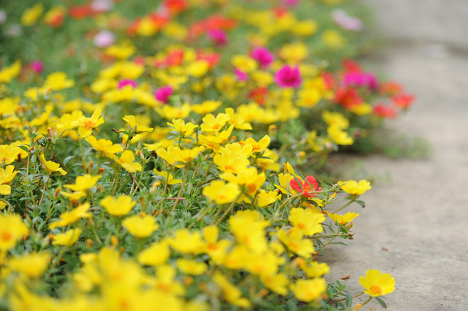 Đường hoa mười giờ cho giới trẻ check-in