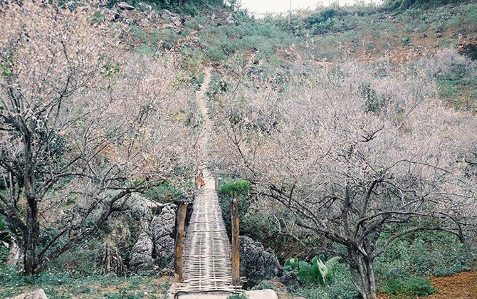 Hơn 300 vận động viên tham gia giải chạy Vì một Việt Nam xanh