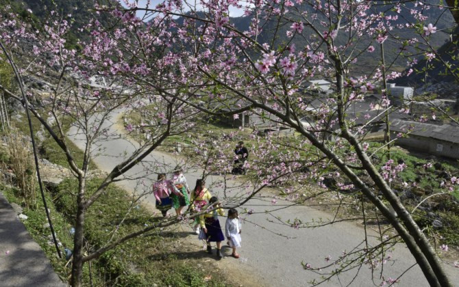 Xuân về cùng sắc hoa đào