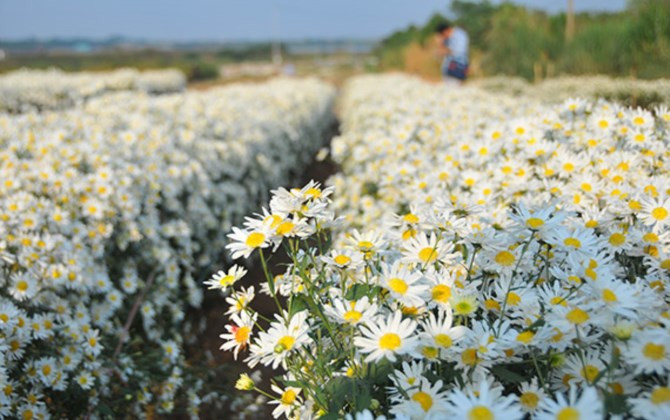 Bãi đá sông Hồng: Các loài hoa đua nhau khoe sắc đón đông về