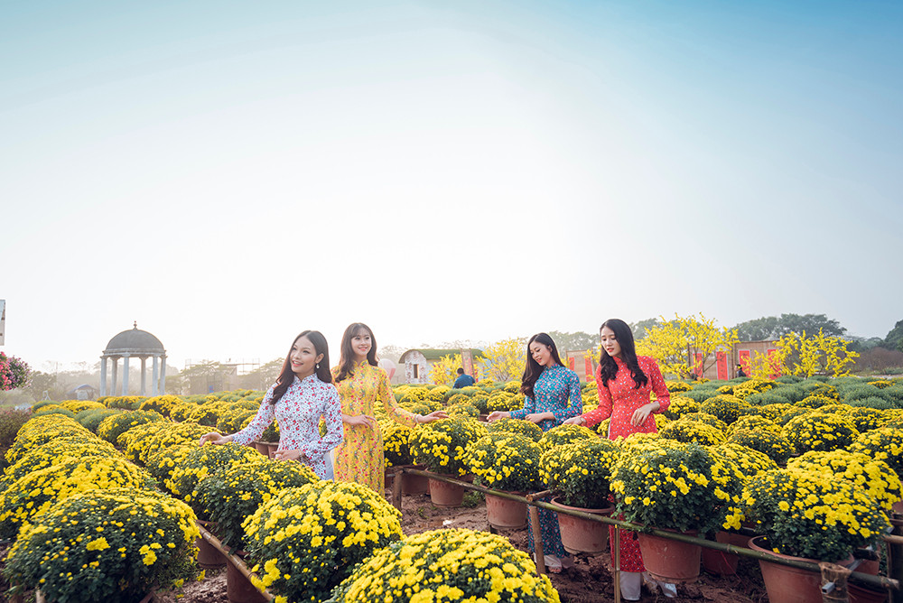 Ngất ngây cánh đồng Cúc mâm xôi giữa Hà Nội