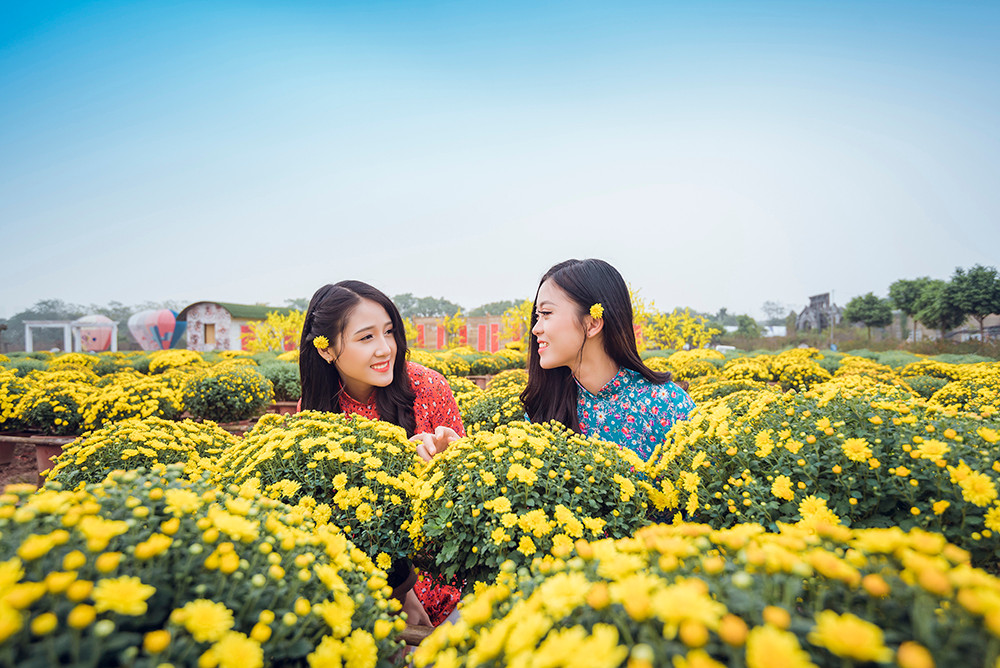 Ngất ngây cánh đồng Cúc mâm xôi giữa Hà Nội