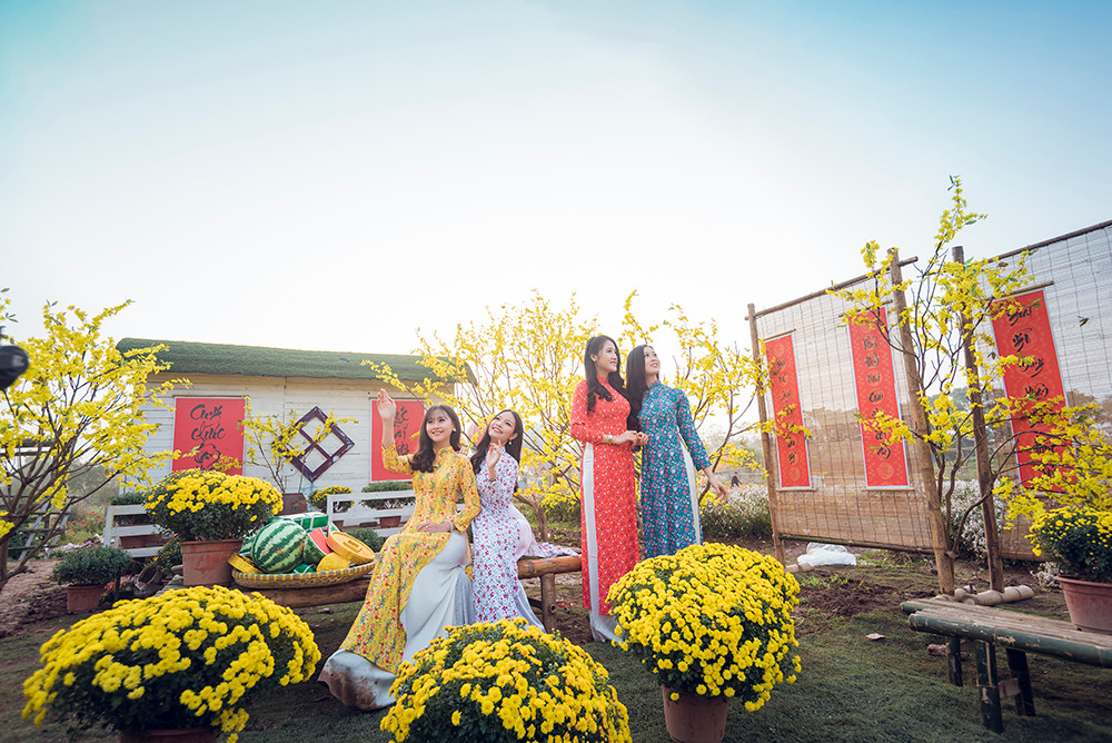 Ngất ngây cánh đồng Cúc mâm xôi giữa Hà Nội