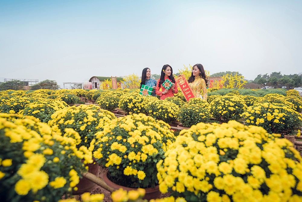 Ngất ngây cánh đồng Cúc mâm xôi giữa Hà Nội