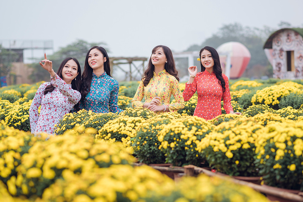 Ngất ngây cánh đồng Cúc mâm xôi giữa Hà Nội