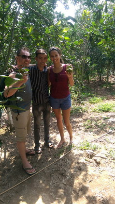 Bỏ phố về quê trồng cam sành