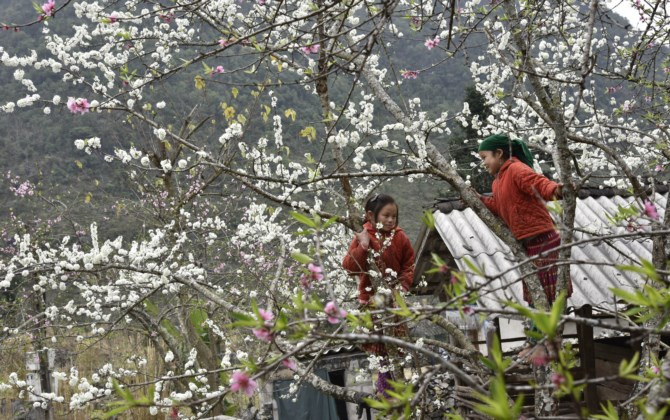 Xuân về cùng sắc hoa đào