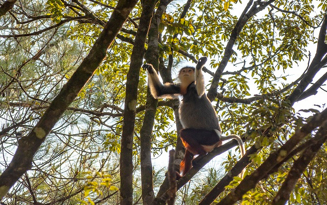 Vọoc Chà vá chân nâu ở Rừng quốc gia Bạch Mã