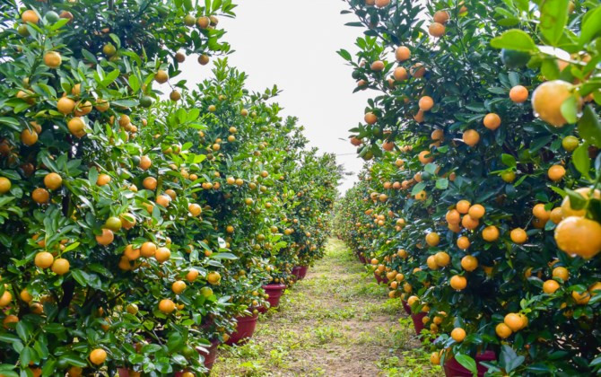 “Kinh đô” quất Cẩm Hà tất bật những ngày cận Tết.