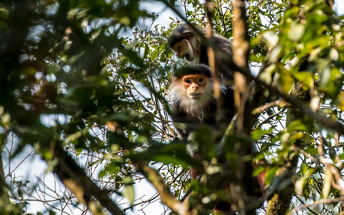 Vọoc Chà vá chân nâu ở Rừng quốc gia Bạch Mã