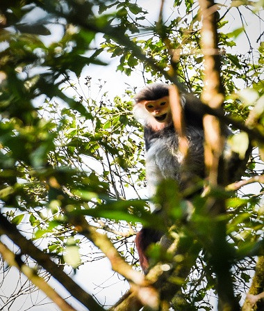 Vọoc Chà vá chân nâu ở Rừng quốc gia Bạch Mã