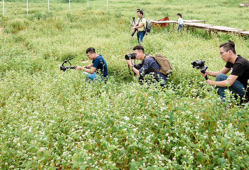 Vườn hoa Tam giác mạch trái mùa ngay tại Hà Nội