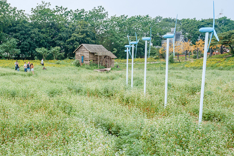 Vườn hoa Tam giác mạch trái mùa ngay tại Hà Nội