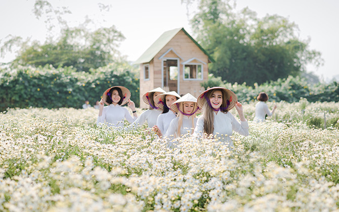 Thảo nguyên hoa đón bạn trẻ nước ngoài ngắm cúc hoạ mi