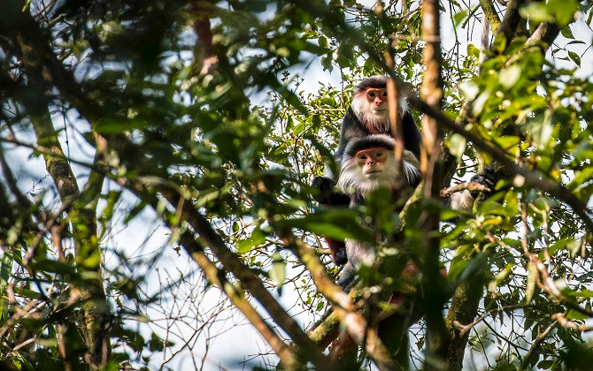 Vọoc Chà vá chân nâu ở Rừng quốc gia Bạch Mã