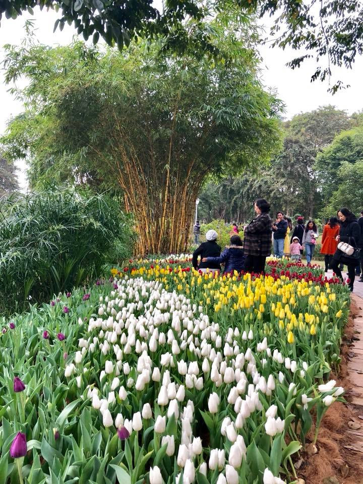 Rực rỡ sắc màu tulip giữa mùa Đông giá rét ở Hà Nội