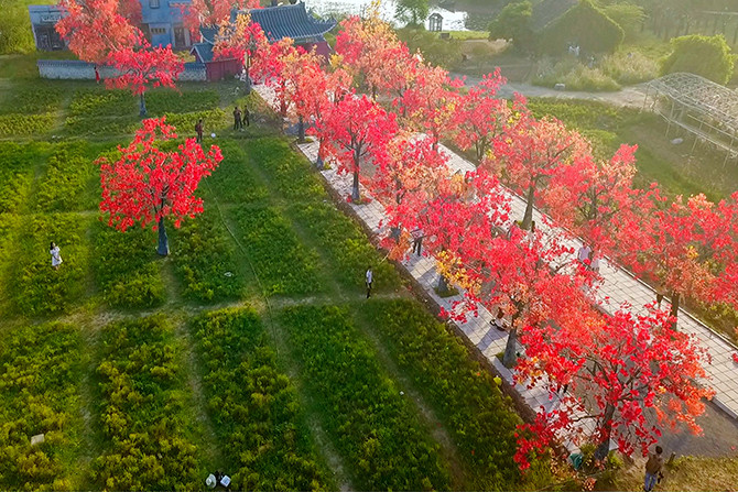 Hàng cây phong lá đỏ lãng mạn xuất hiện tại Hà Nội