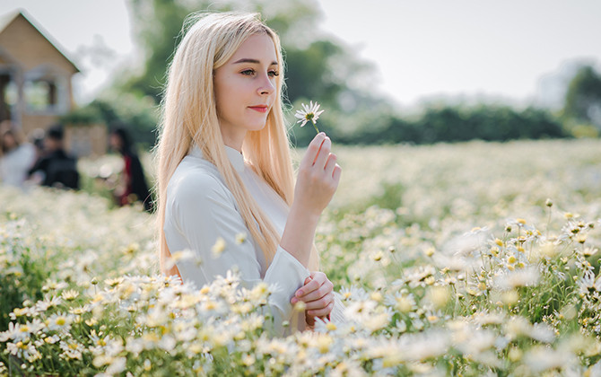 Thảo nguyên hoa đón bạn trẻ nước ngoài ngắm cúc hoạ mi