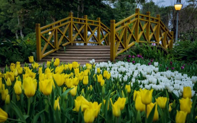 Rực rỡ sắc màu tulip giữa mùa Đông giá rét ở Hà Nội