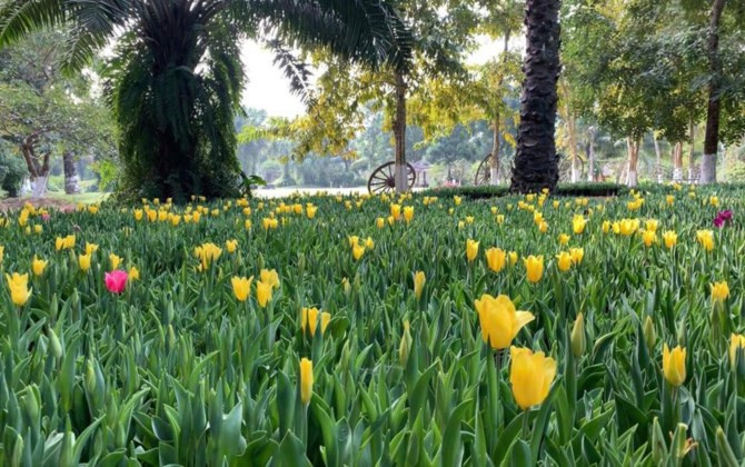 Rực rỡ sắc màu tulip giữa mùa Đông giá rét ở Hà Nội