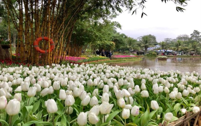 Rực rỡ sắc màu tulip giữa mùa Đông giá rét ở Hà Nội
