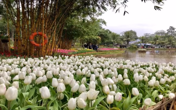 Rực rỡ sắc màu tulip giữa mùa Đông giá rét ở Hà Nội