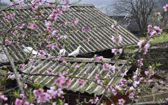 Xuân về cùng sắc hoa đào