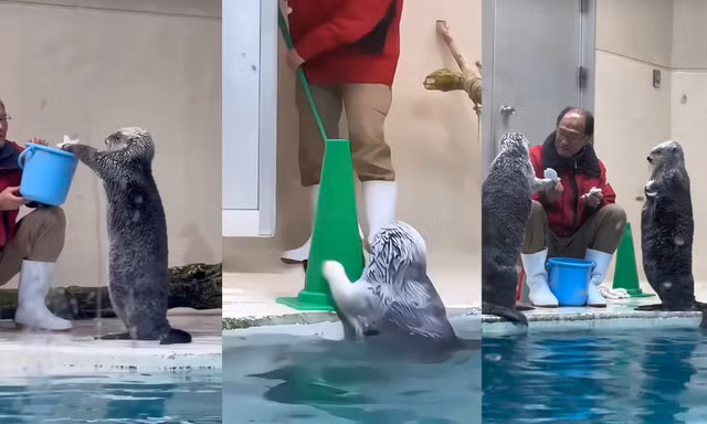 Biệt đội rái cá nhí "tăng ca" ngoài giờ làm gây sốt cõi mạng