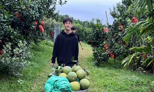 Anh Nguyễn Văn Hữu thoát nghèo bền vững, làm giàu từ cây bưởi. Ảnh: Nguyễn Thắng