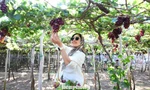 Ninh Thuận còn mê hoặc lòng người bởi những vườn nho trĩu quả.