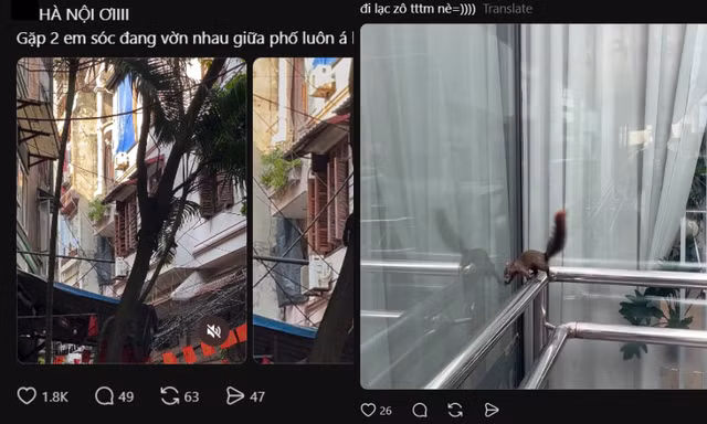 Tại sao người dân Hà Nội liên tục gặp sóc "chạy rào" Hồ Tây, vờn nhau trên phố cưng xỉu?