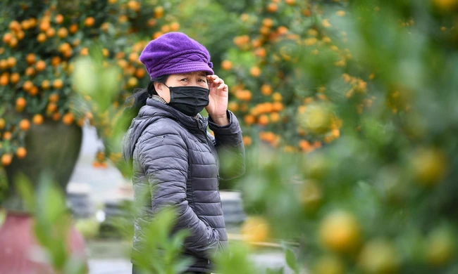 Mưa rét phủ làng quất Tứ Liên, người Hà Nội vẫn hào hứng ‘săn’ quất