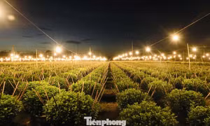 Biến đêm thành ngày ở ‘thủ phủ’ hoa cúc miền Trung